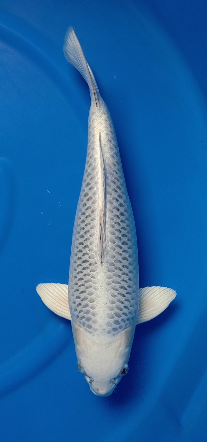 Juara 2