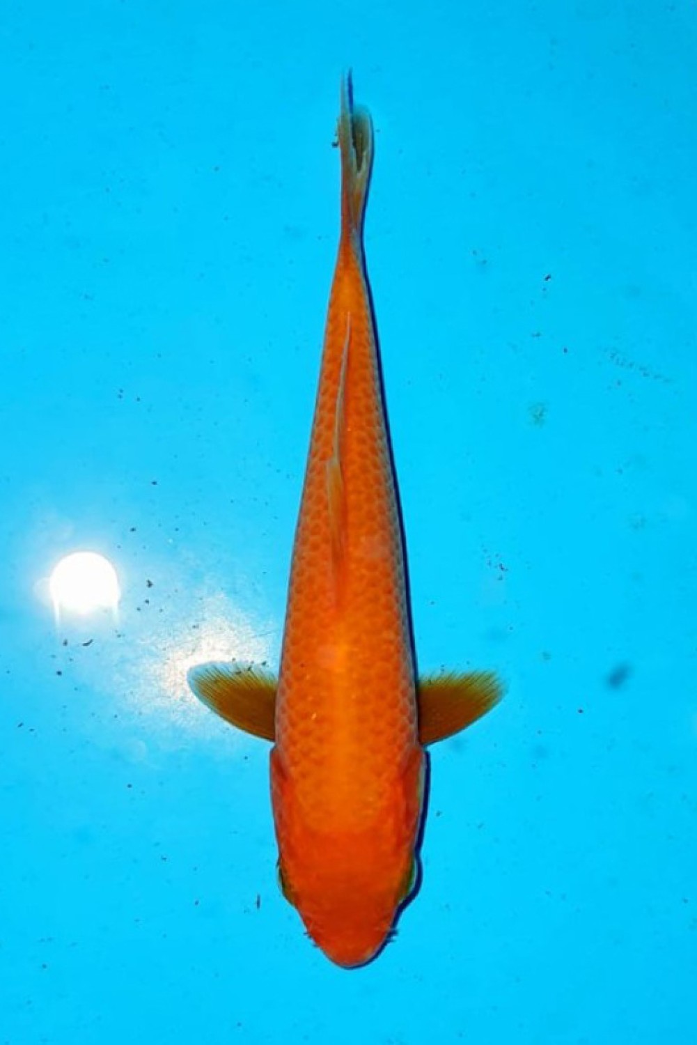 Juara 1
