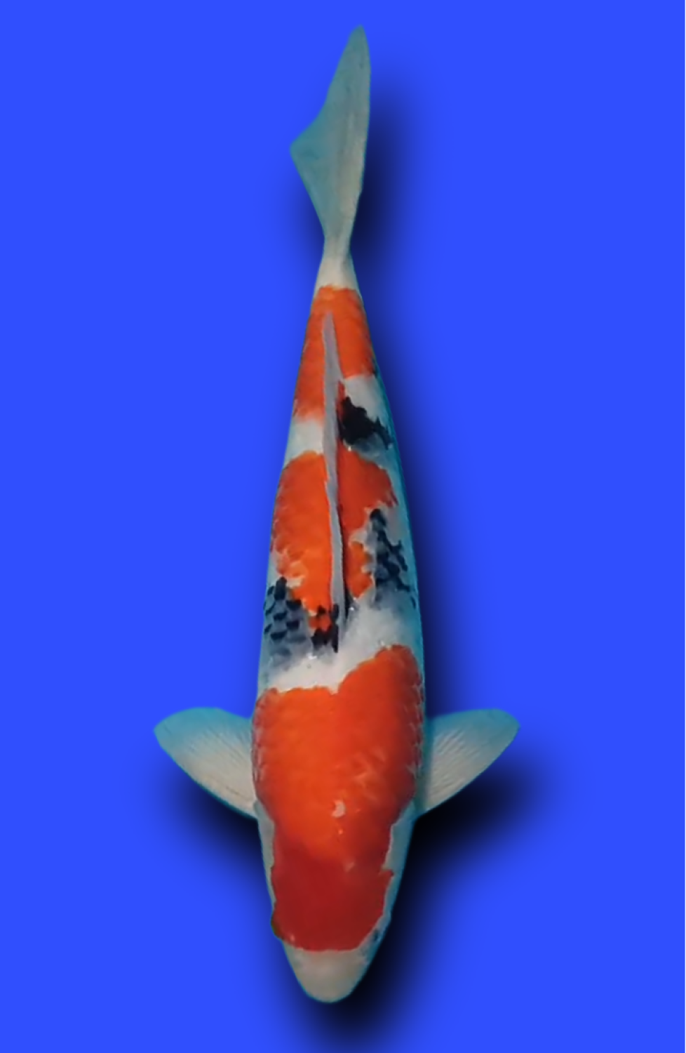 Juara 3