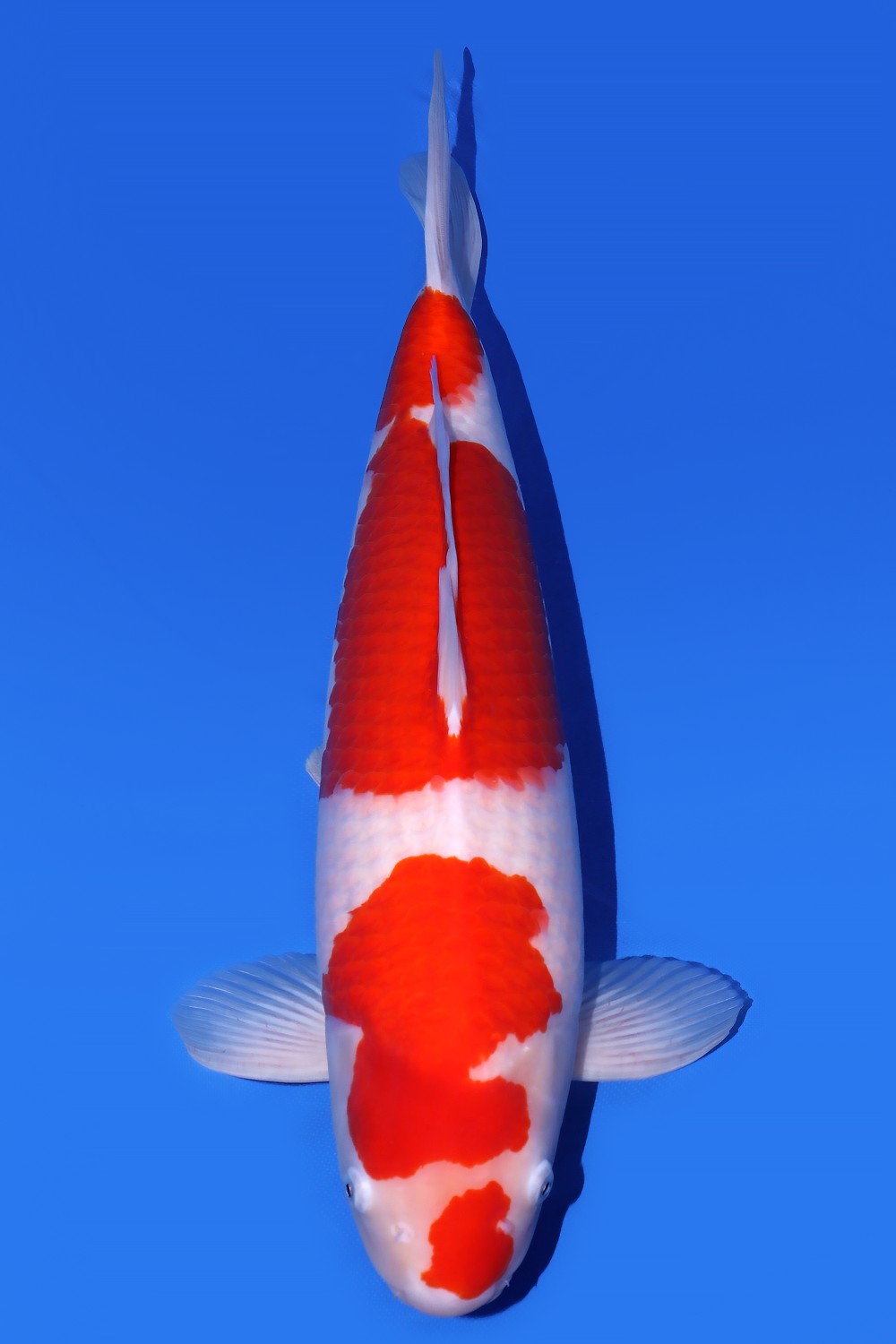 Juara 1