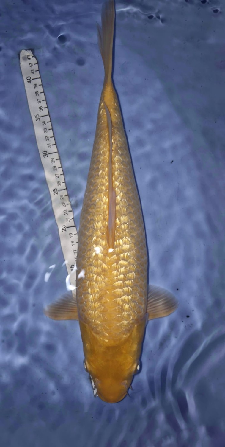 Juara 2