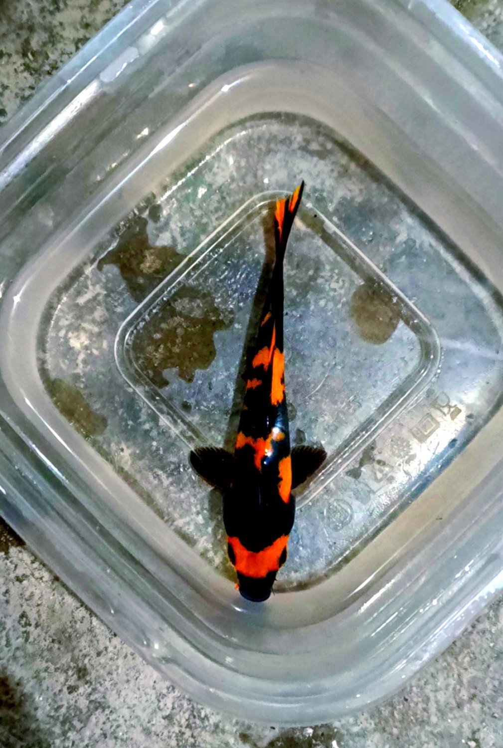 Juara 5