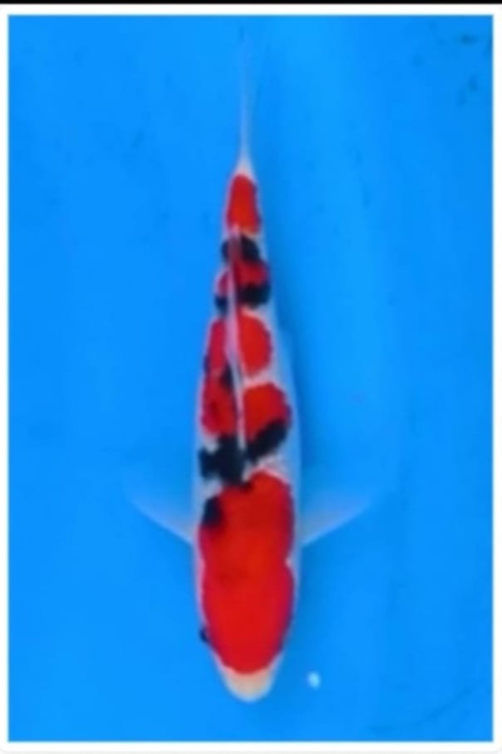 A. Best In Size 13 - 15 cm