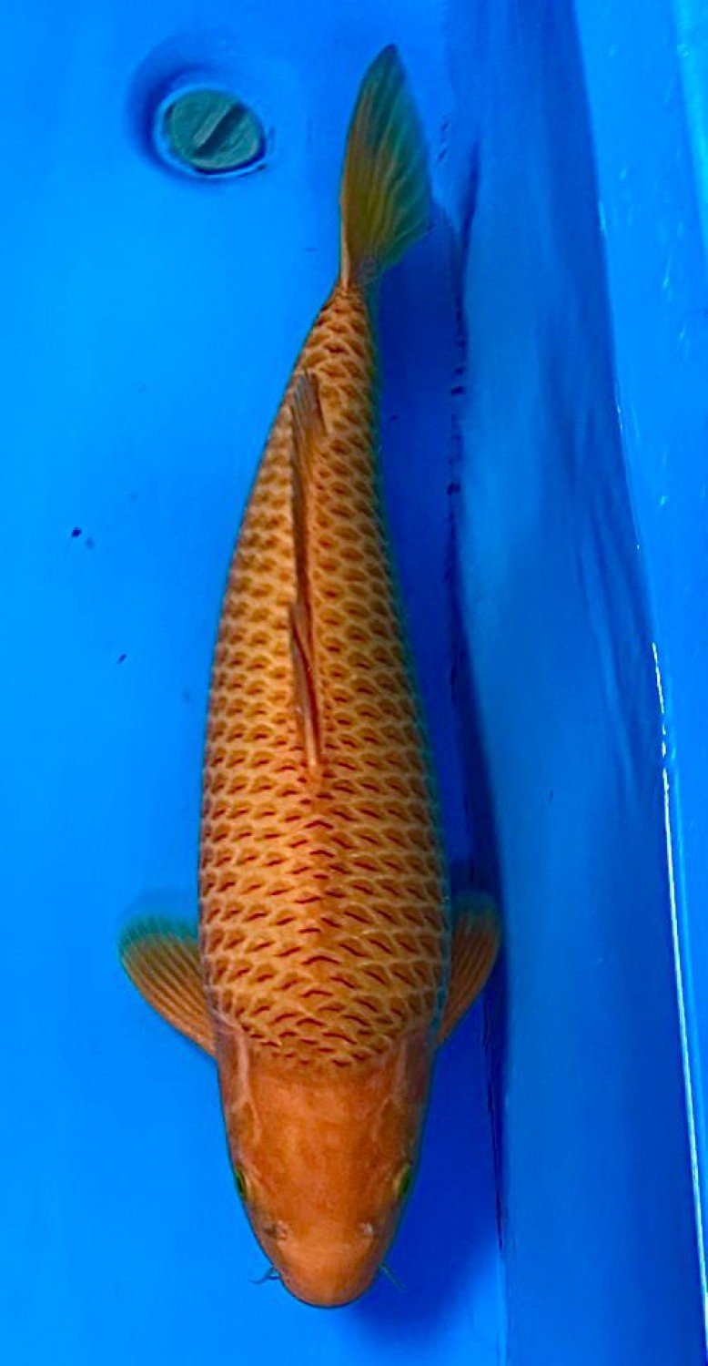 Juara 1