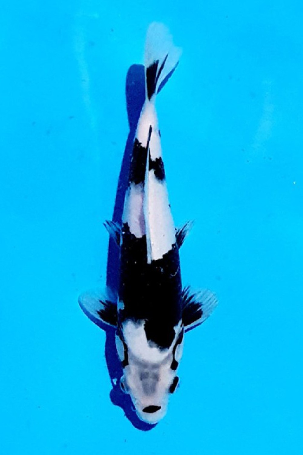 Juara 1