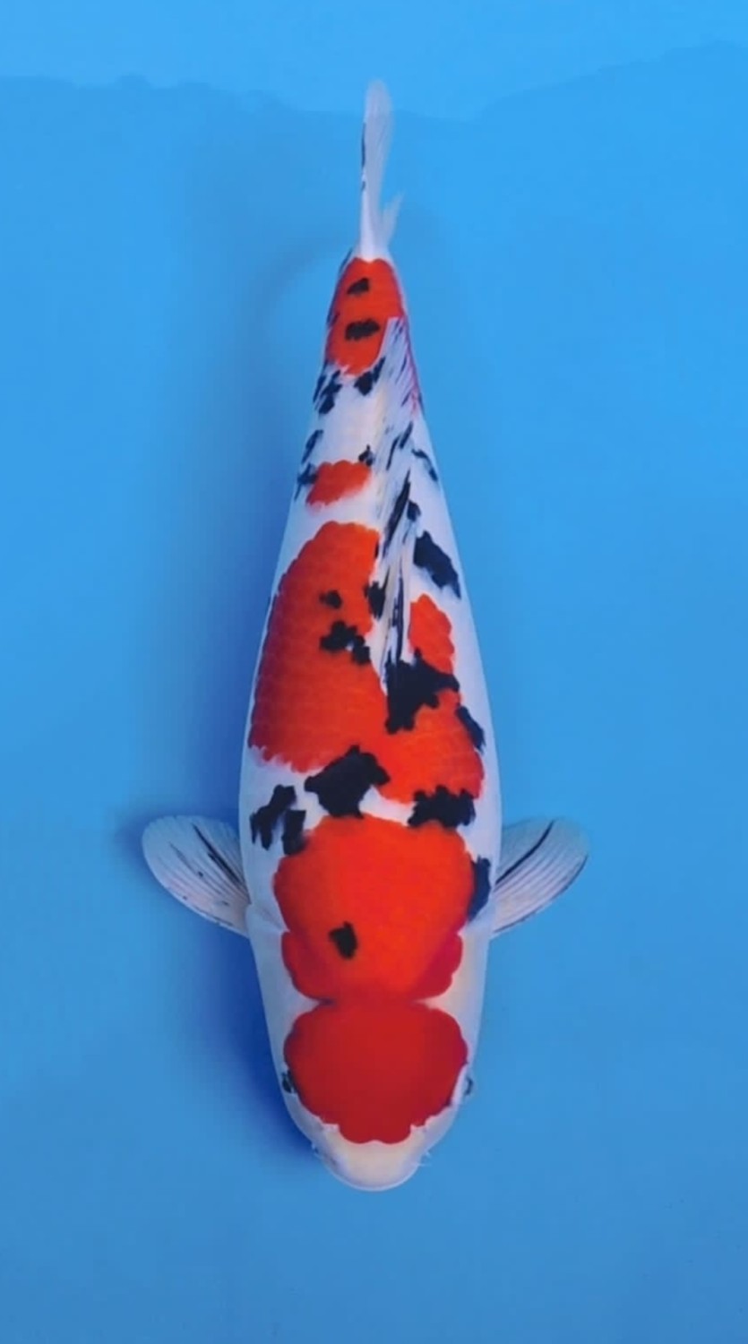 A. Adult Champion