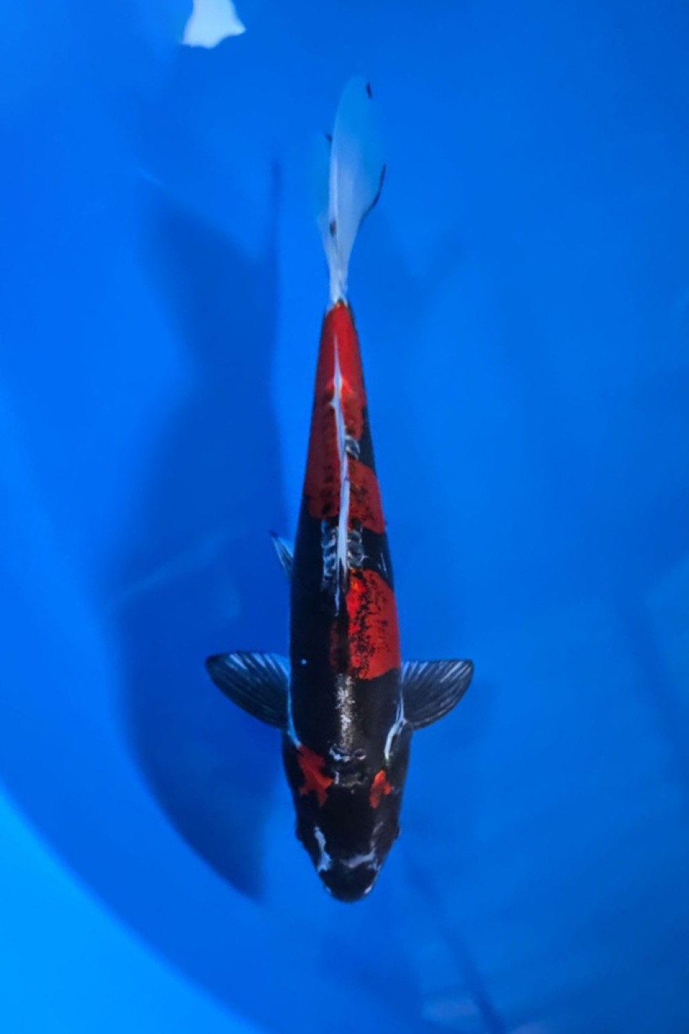 Juara 1