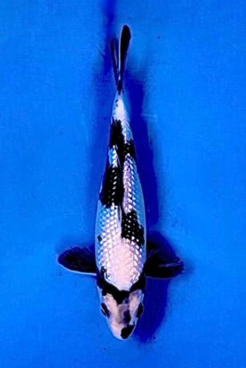 C. Anggrek Prize 16 - 20 cm