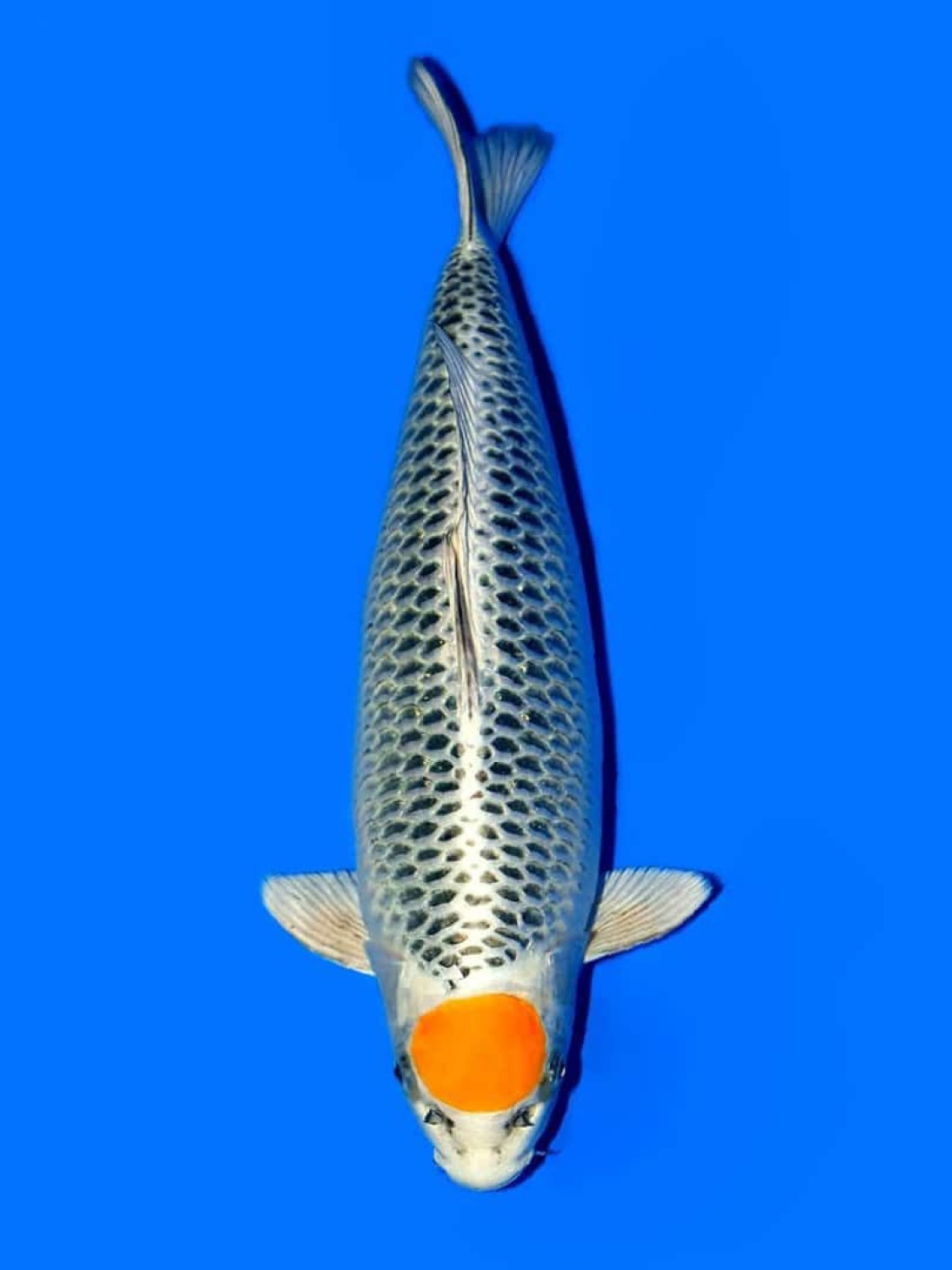 Juara 1