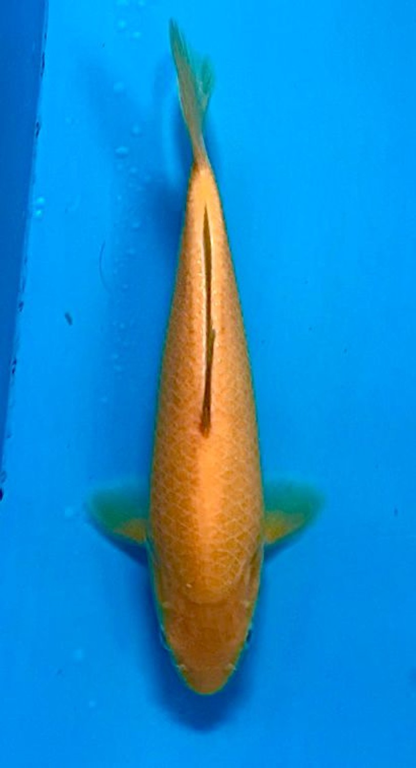 Juara 1