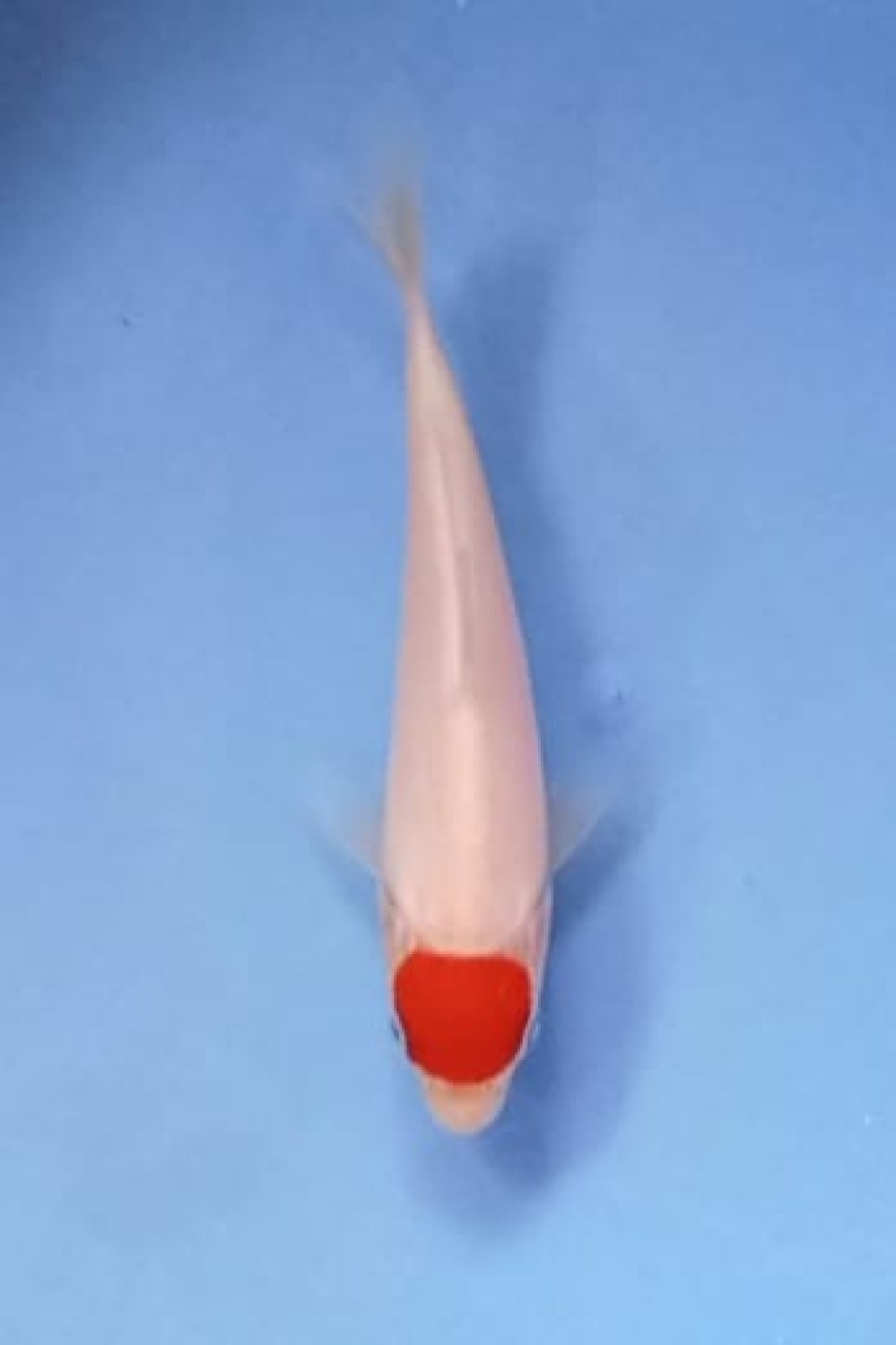 Juara 1