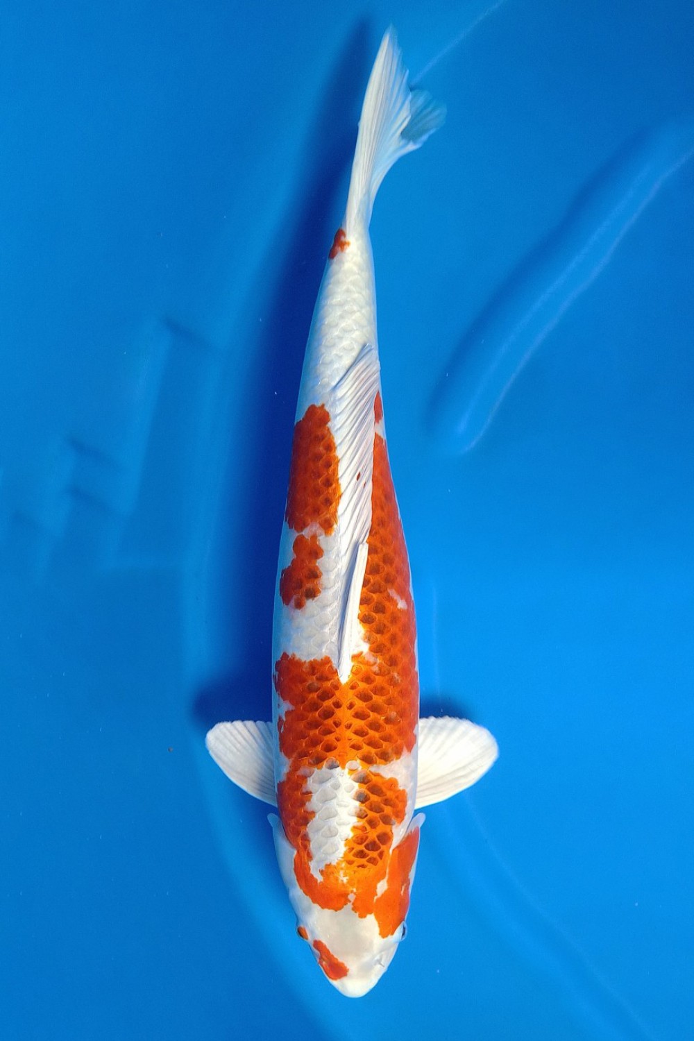 Juara 1