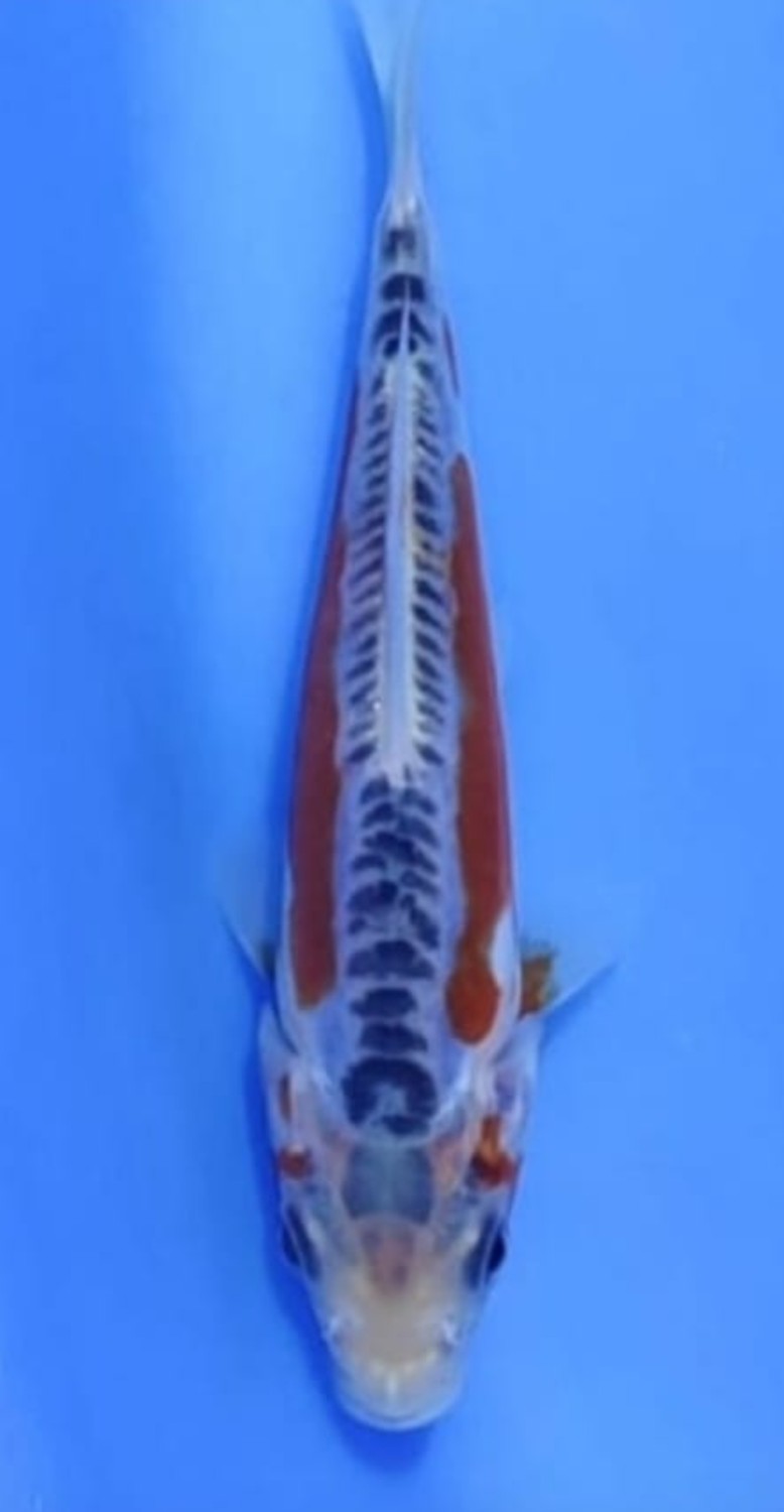 D. Cempaka Prize Up To 12 cm