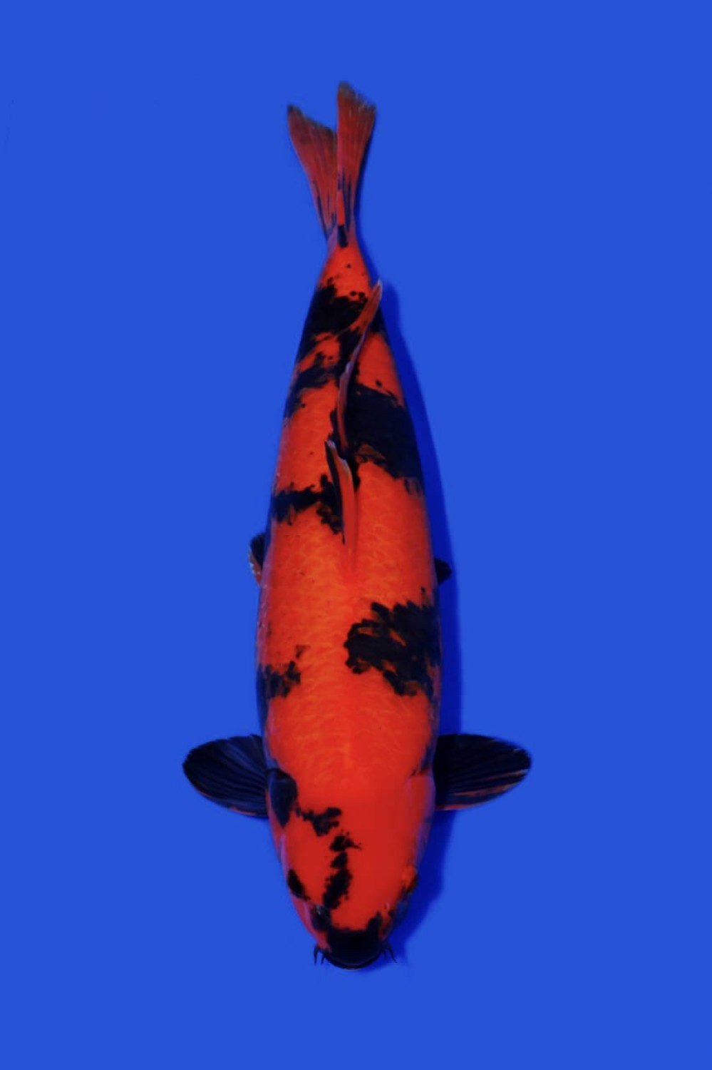 Juara 2