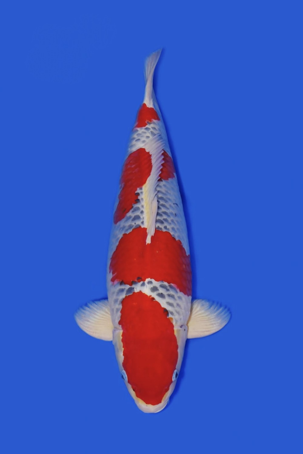 Juara 2