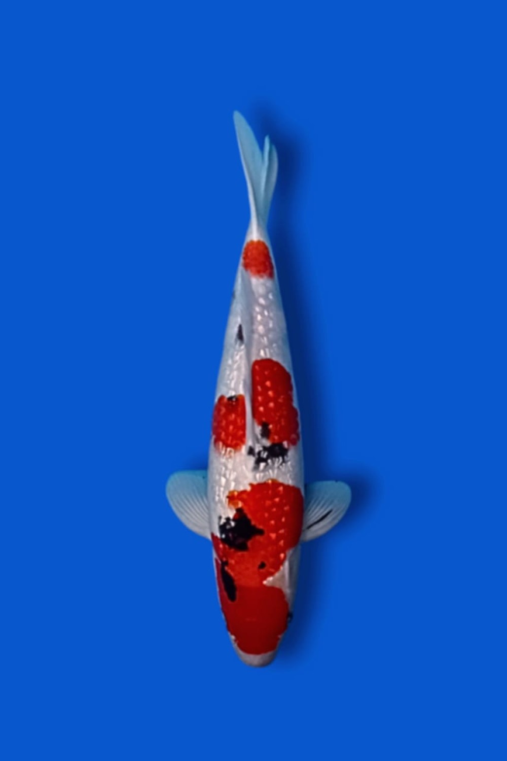 Juara 4