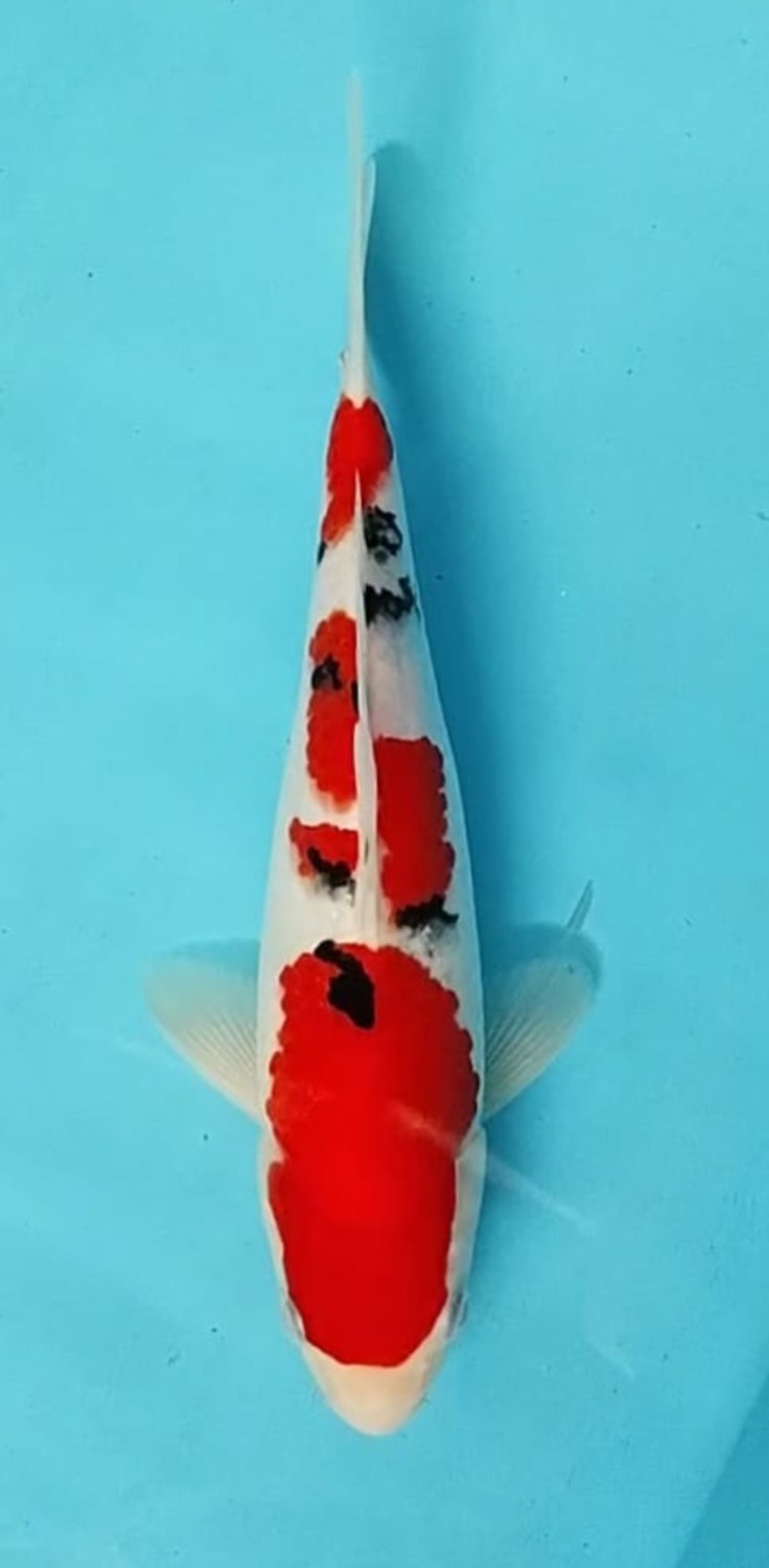 Juara 4