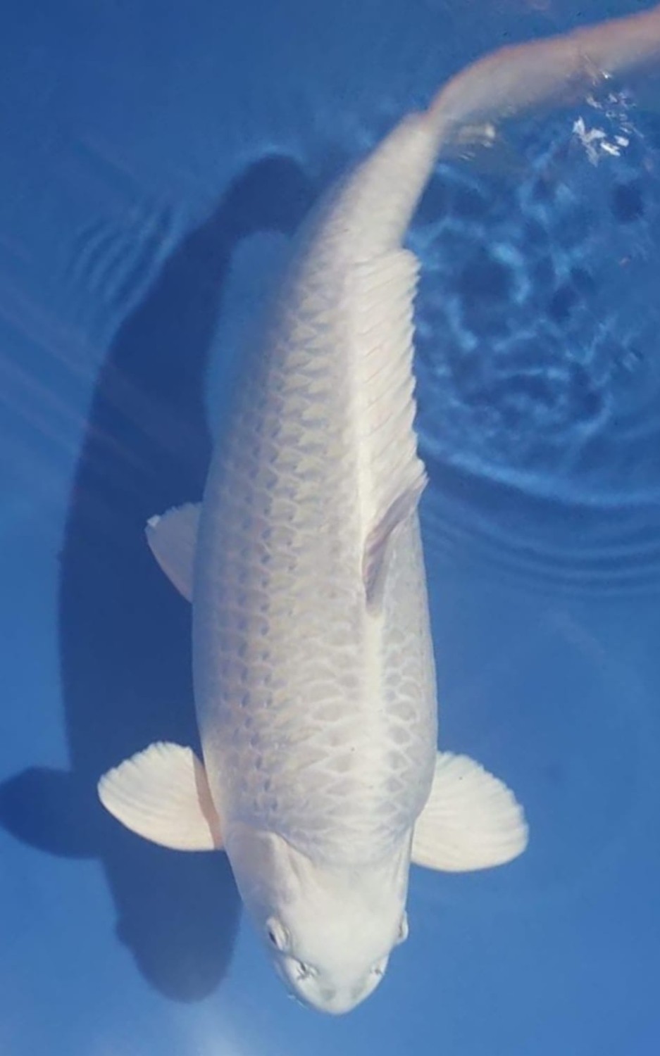 E. Kamboja Prize 56 - 60 cm