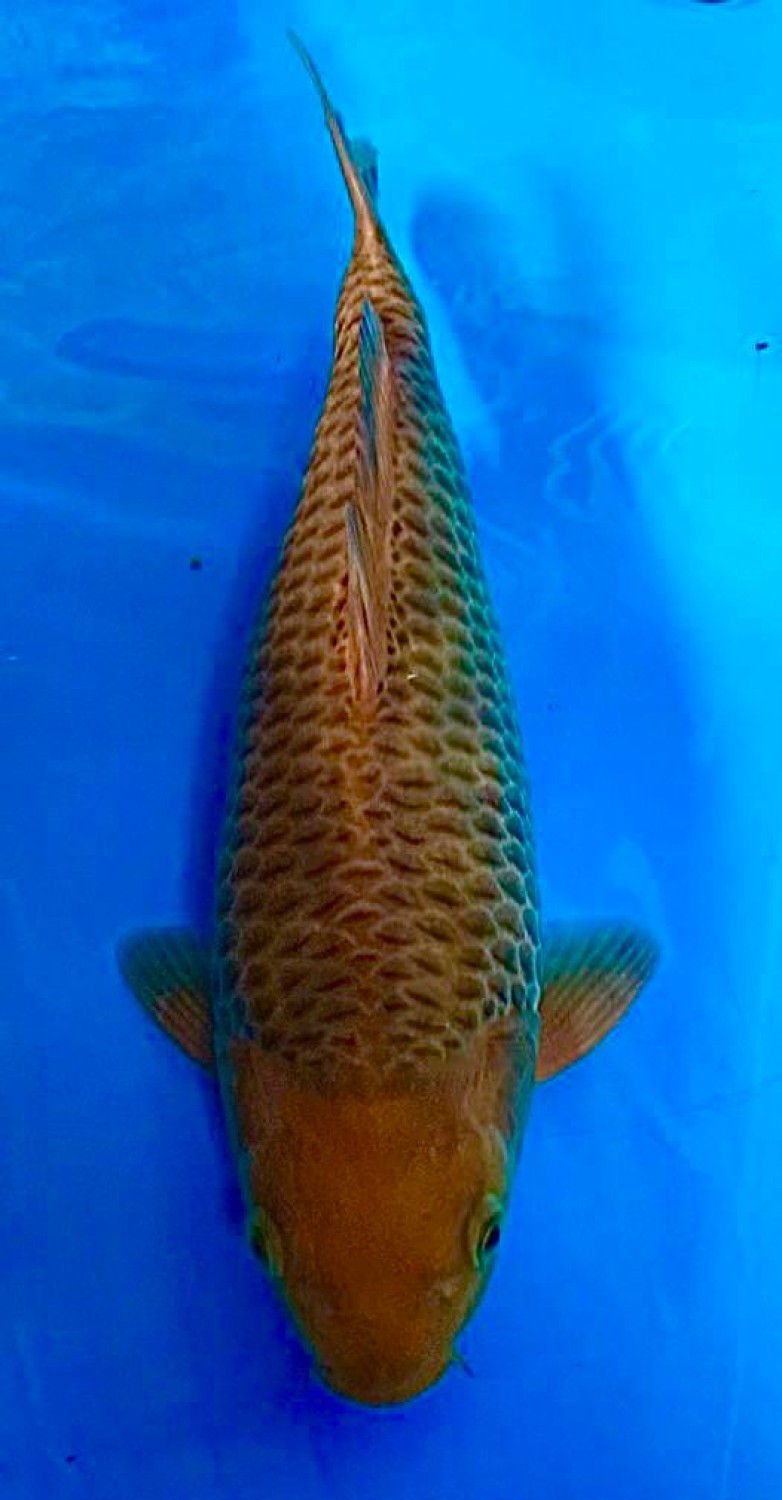 Juara 3