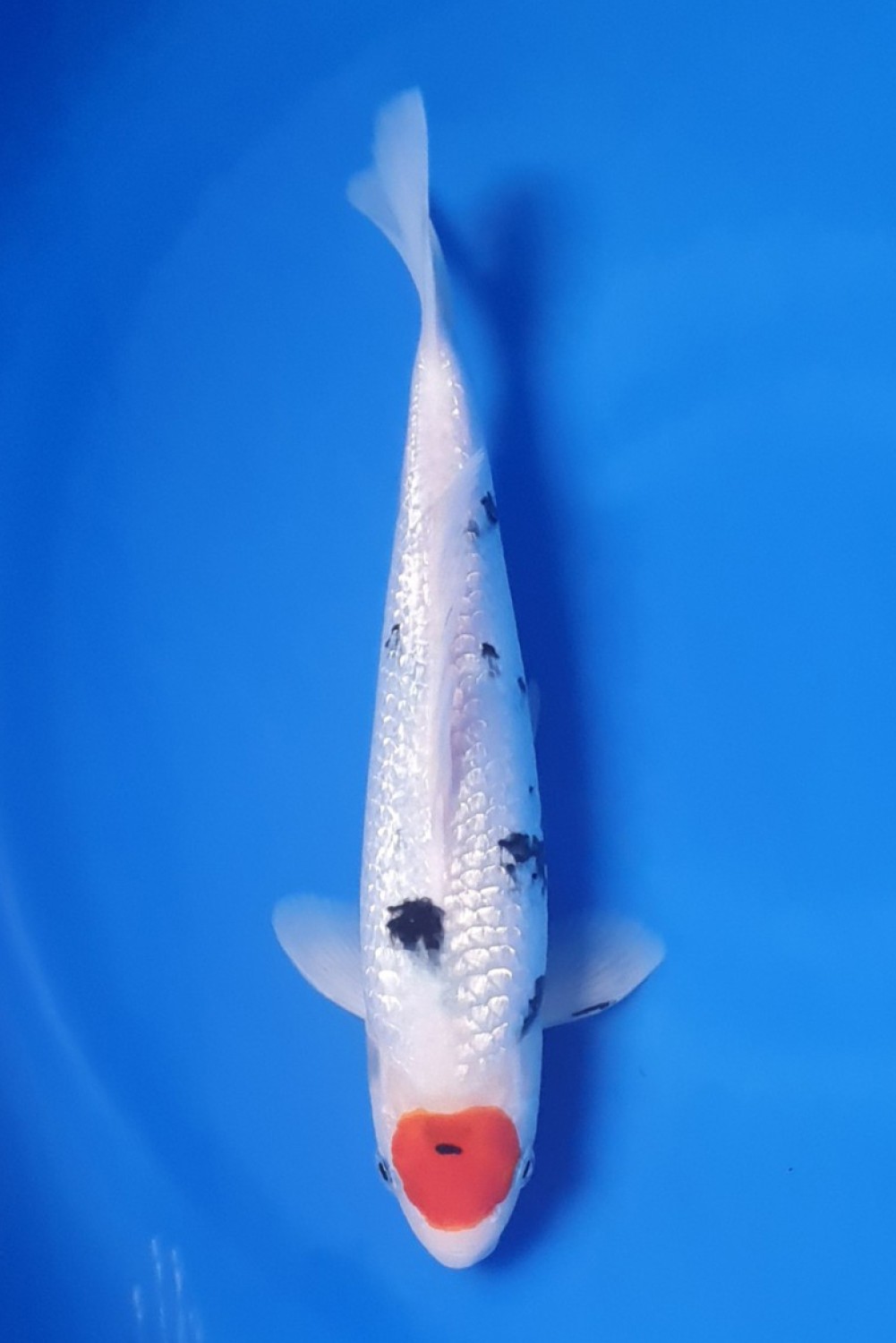 Juara 1