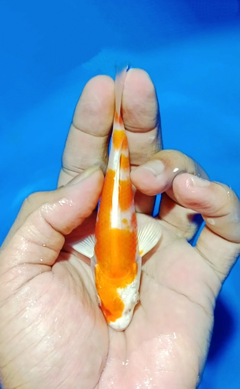 Juara 2