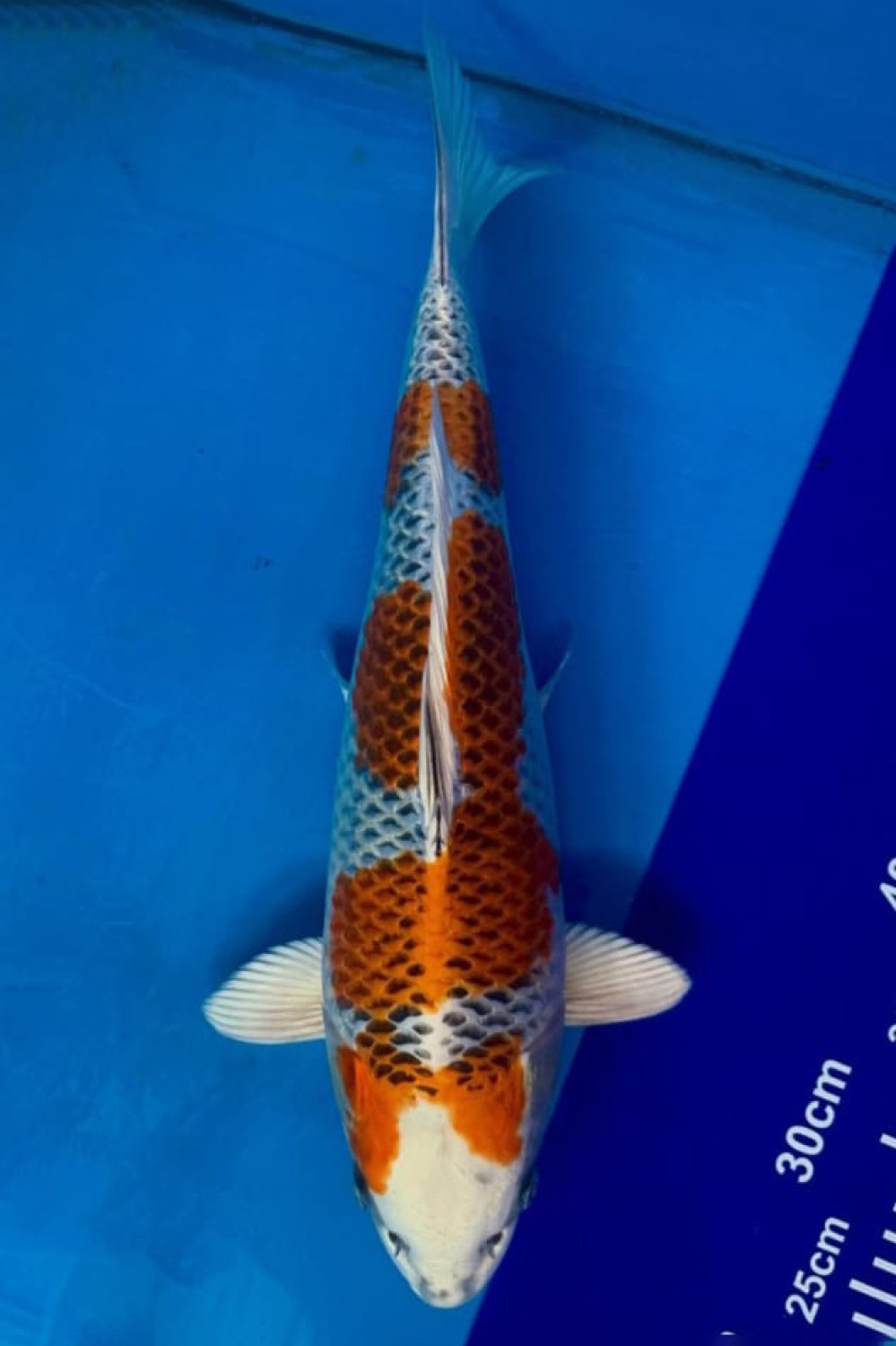 Juara 3