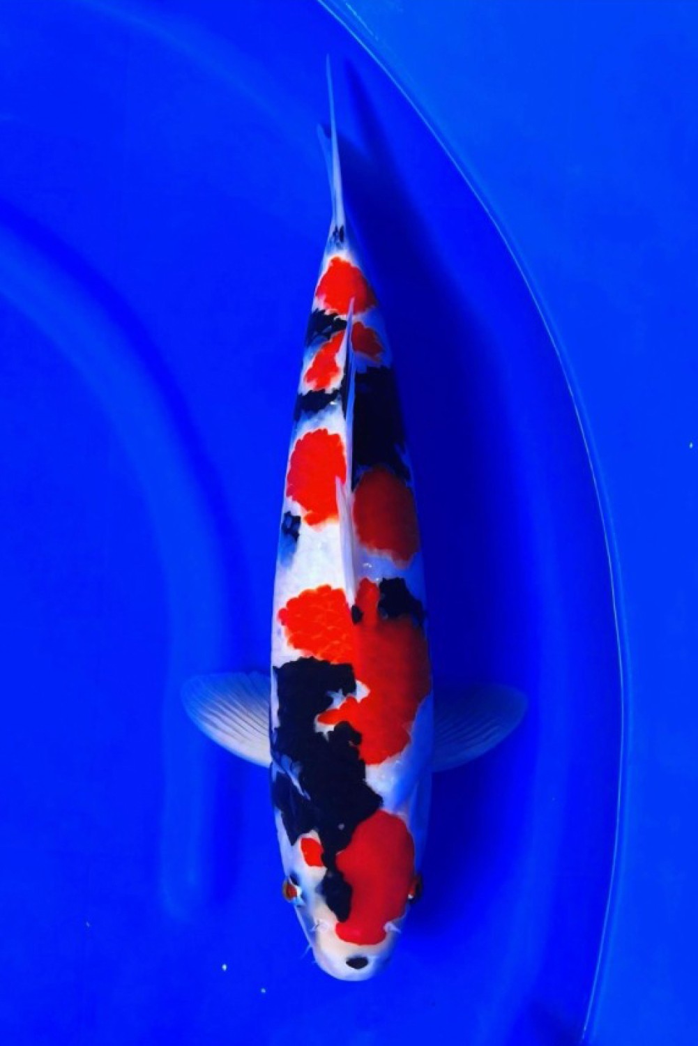 Juara 2