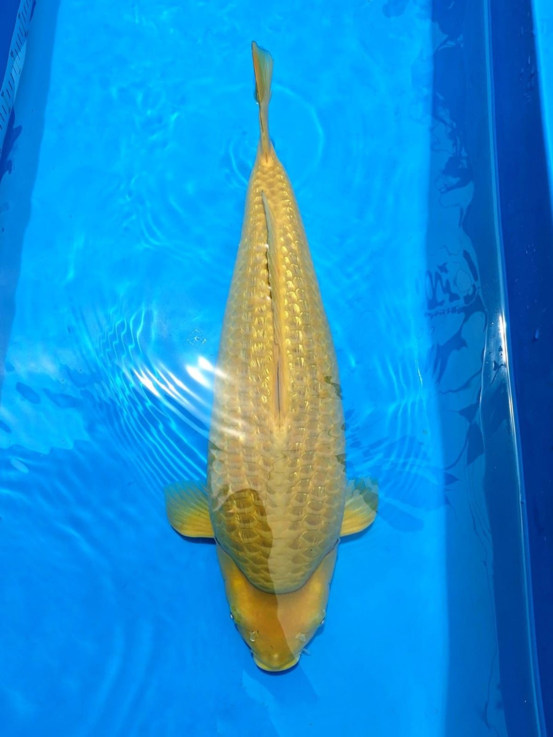 Juara 1