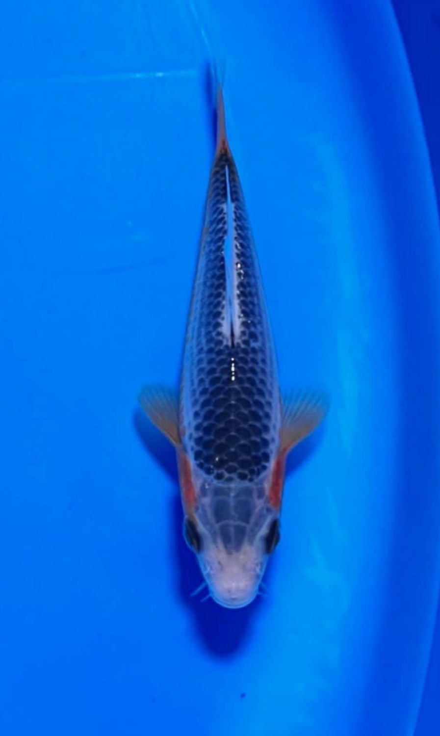 Juara 2