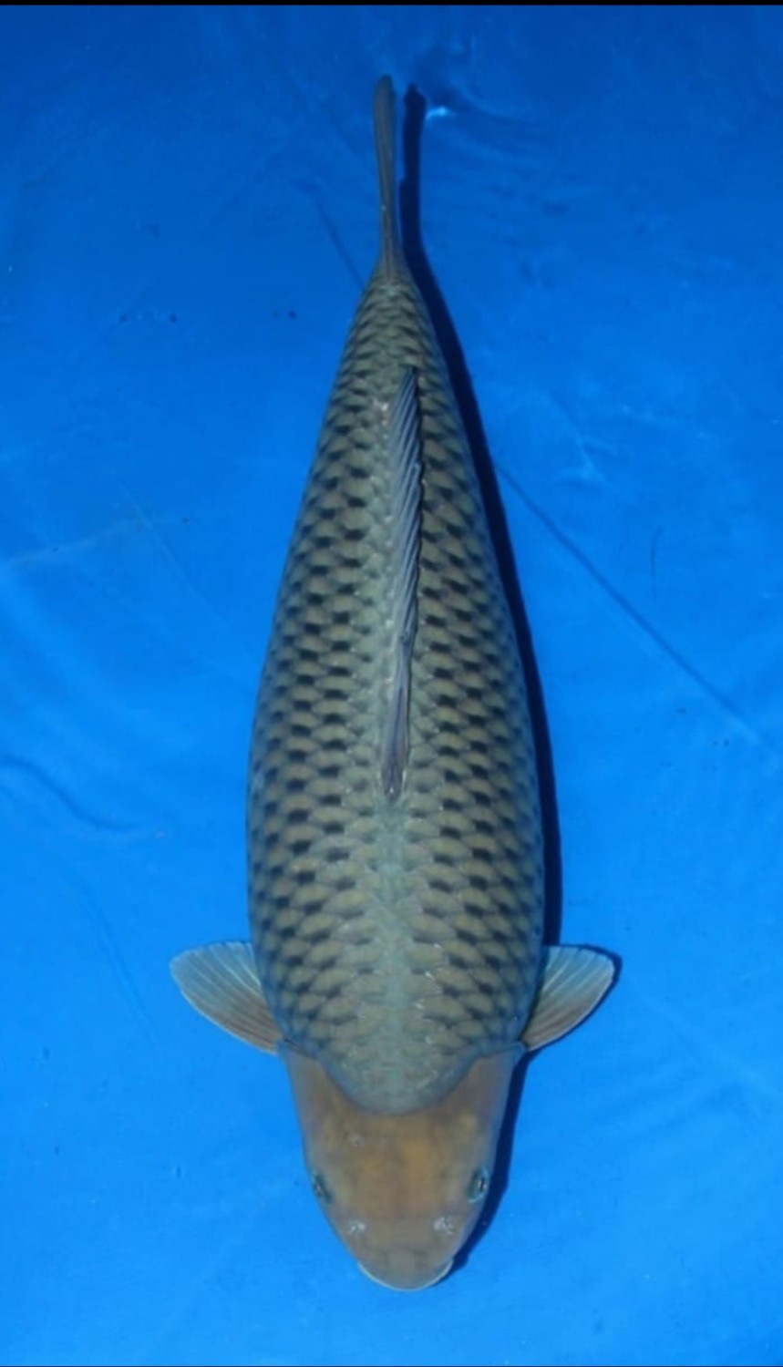 Juara 5
