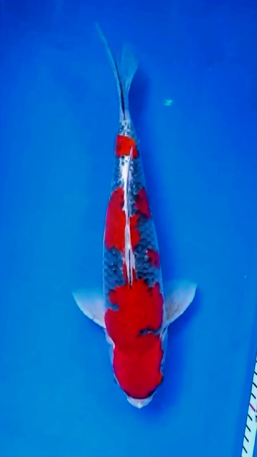 Juara 1