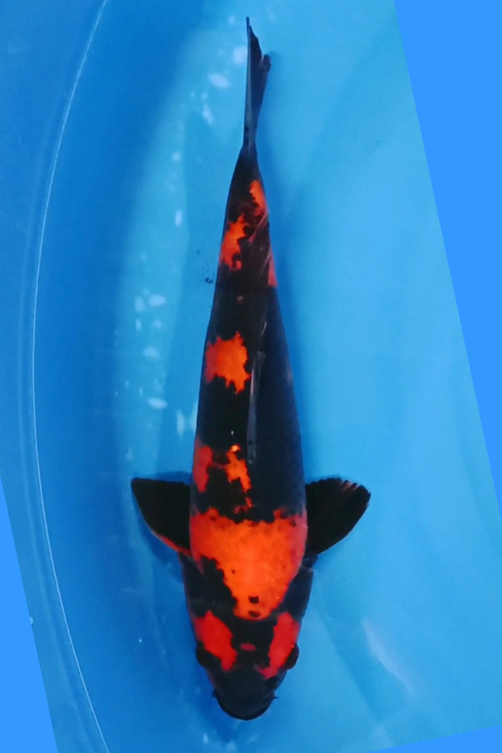 Juara 2