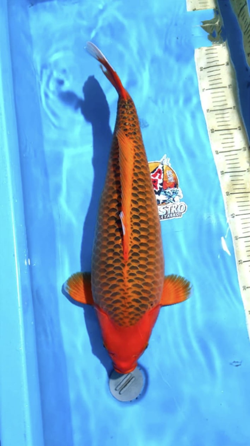 Juara 1