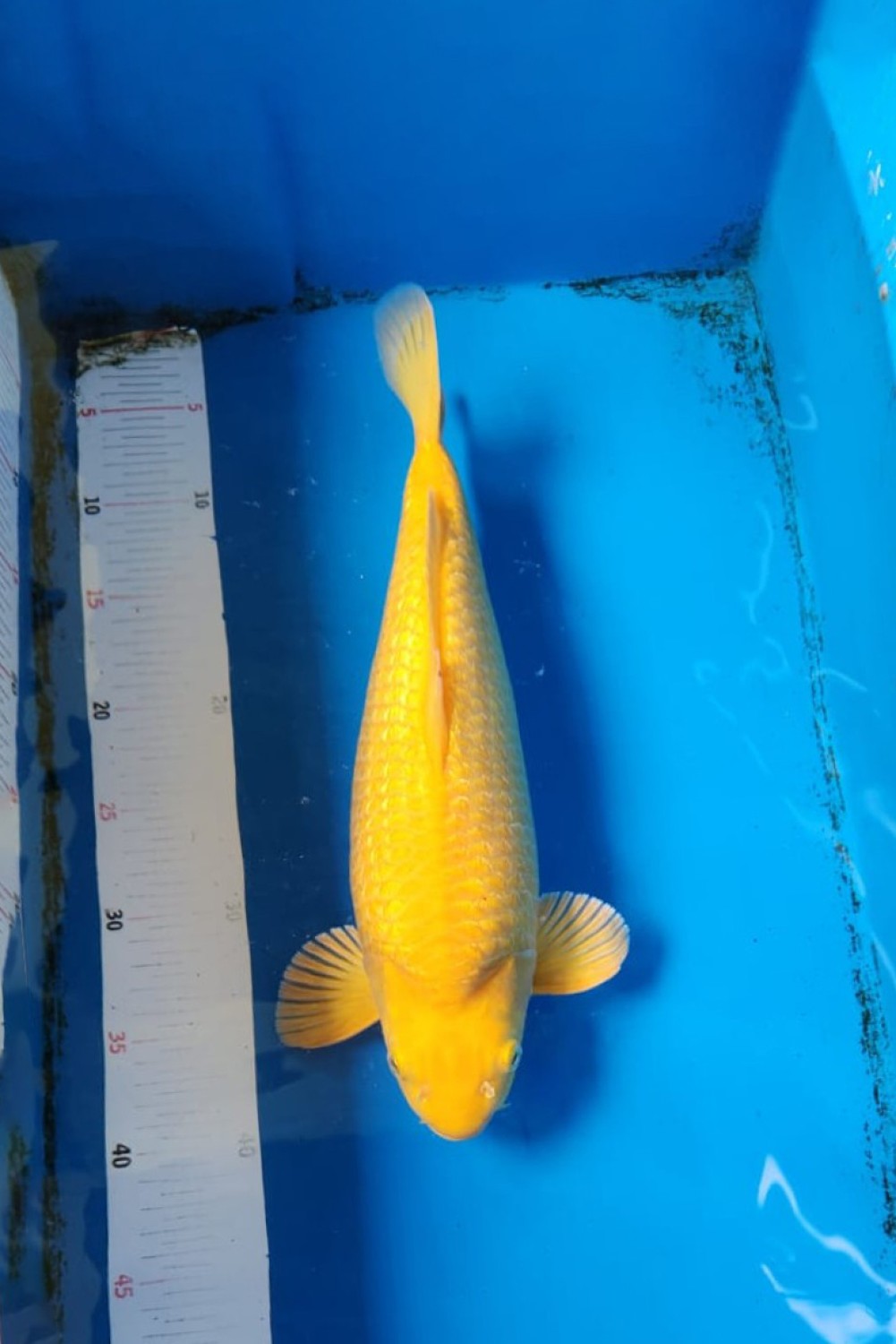 E. Kamboja Prize 31 - 35 cm