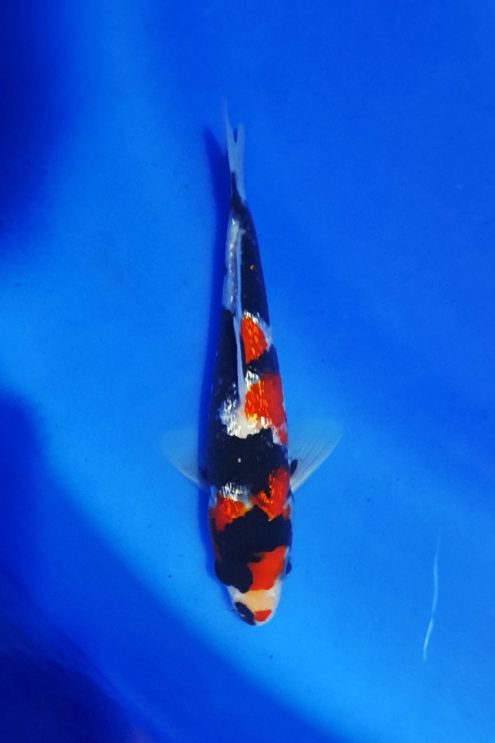 B. Melati Prize 13 - 15 cm