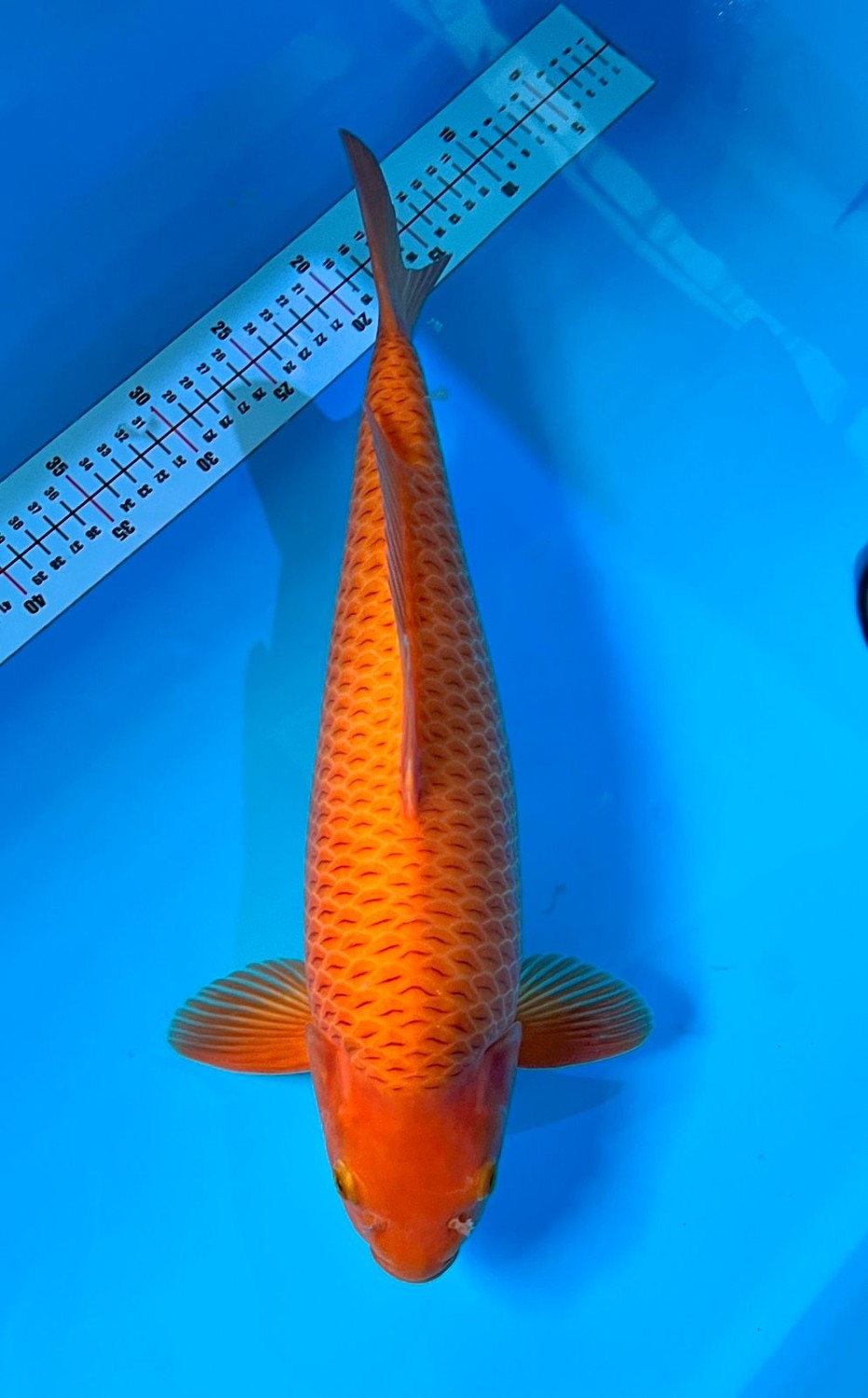 Juara 2