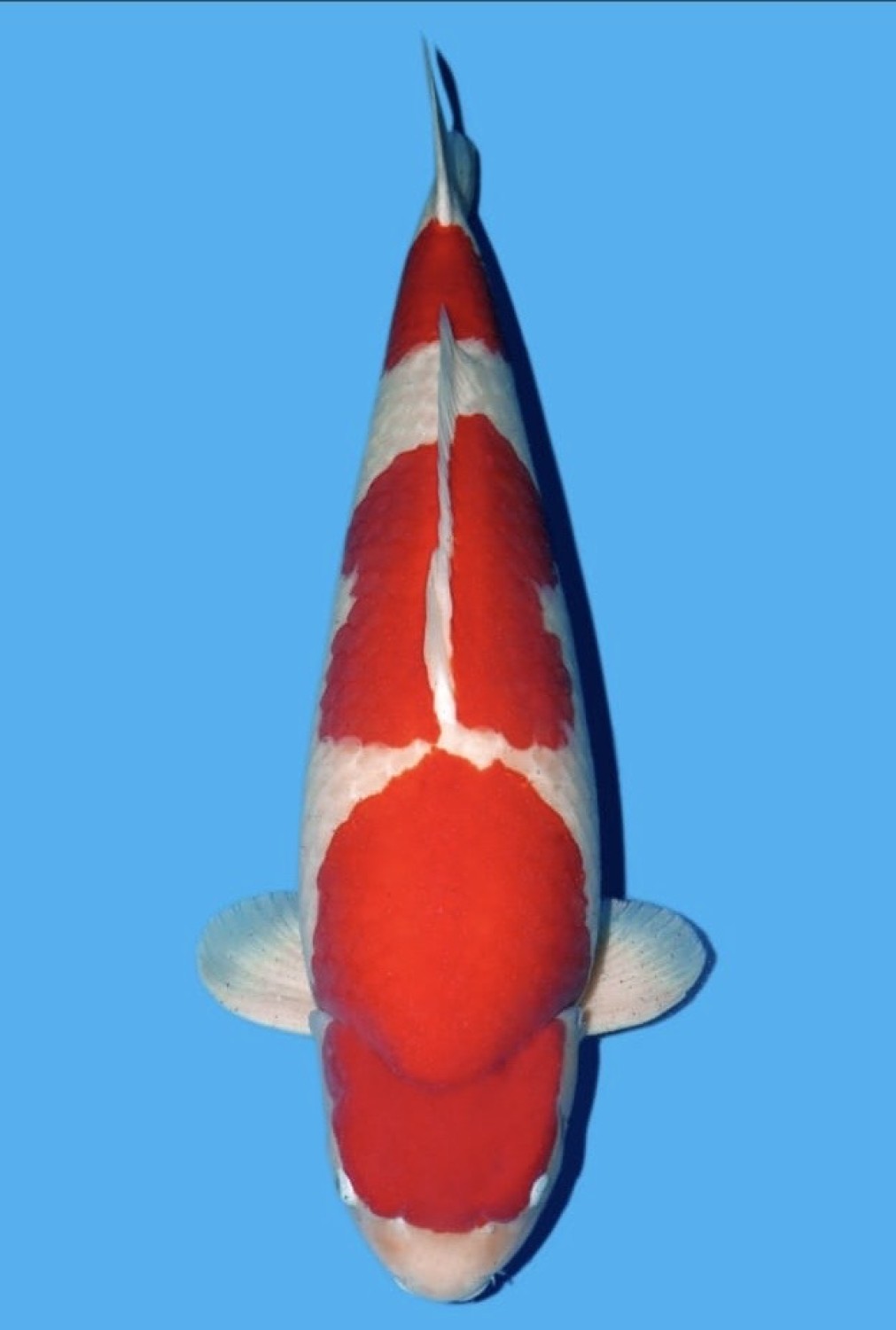 Juara 1
