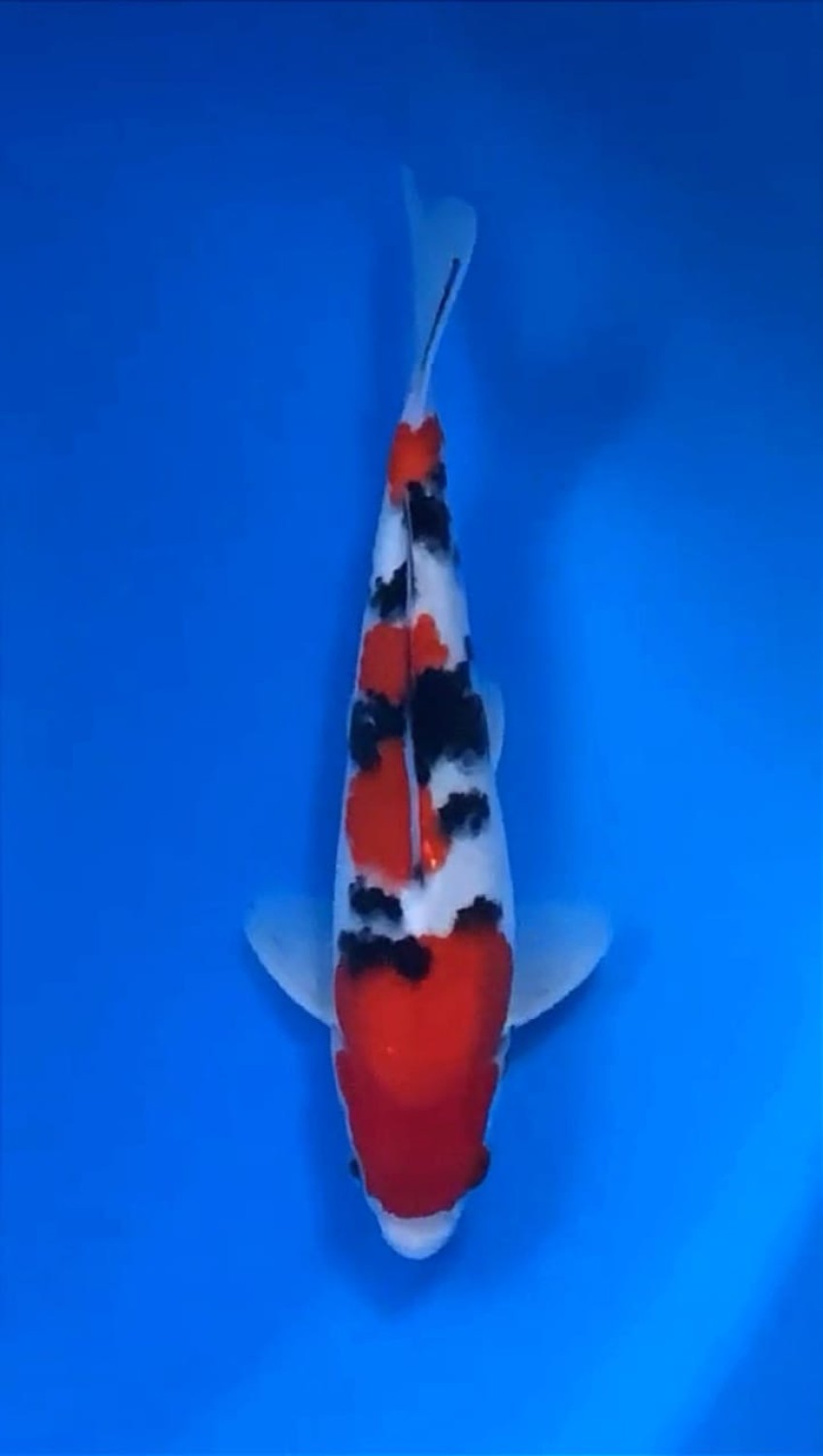 Juara 2