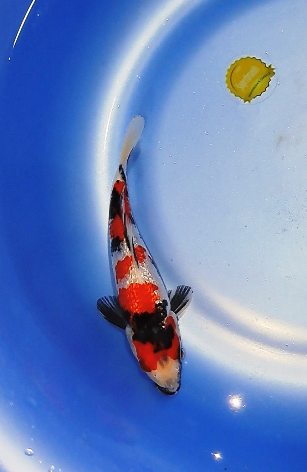 B. Melati Prize 36 - 40 cm