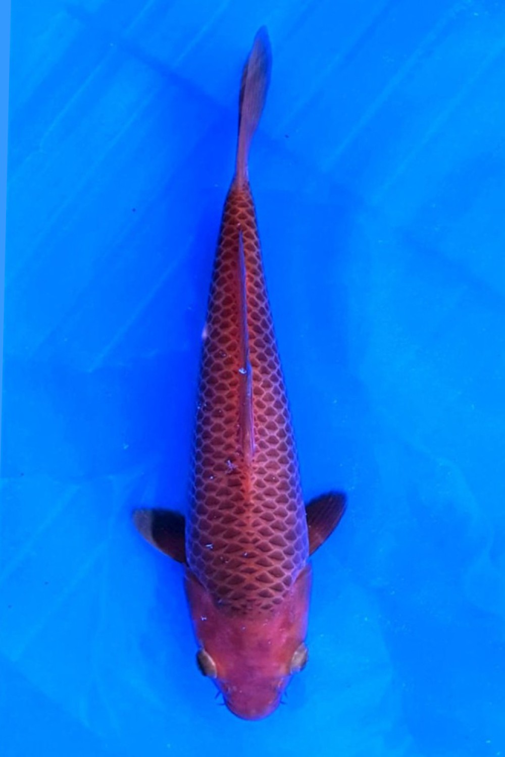 Juara 4