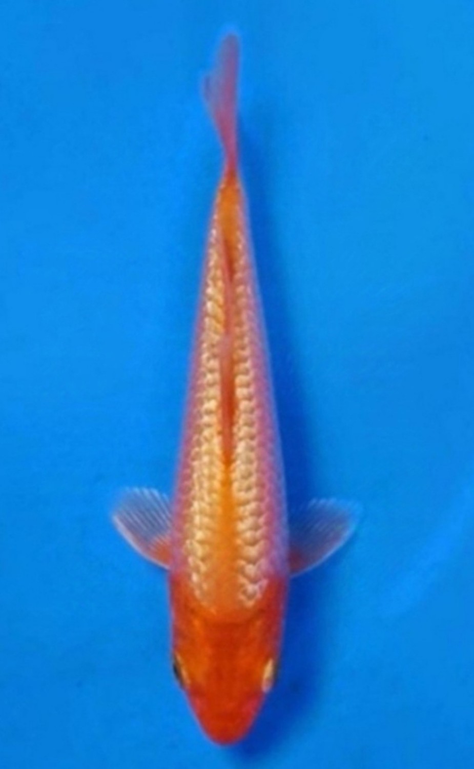 Juara 3