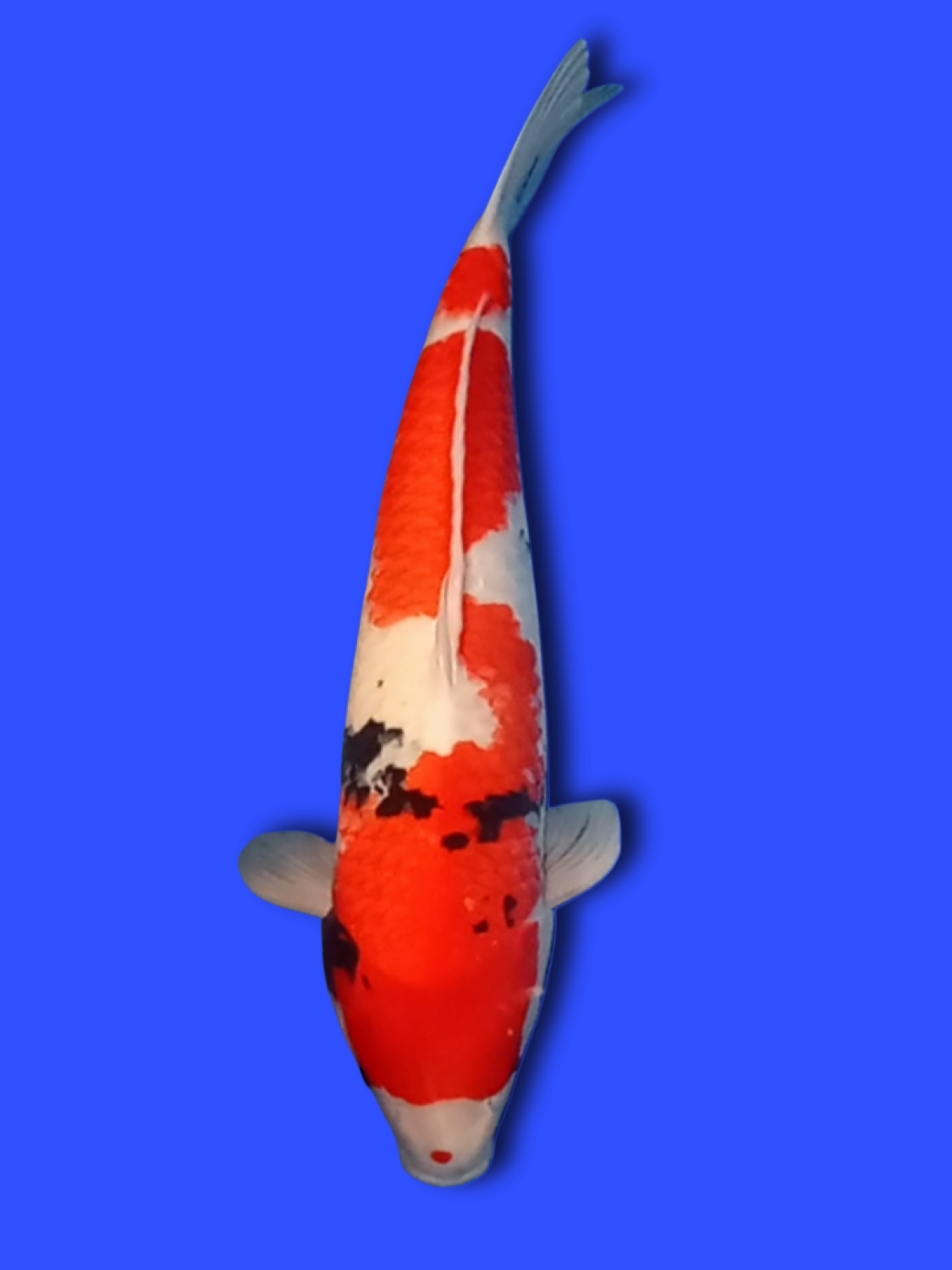 Juara 1