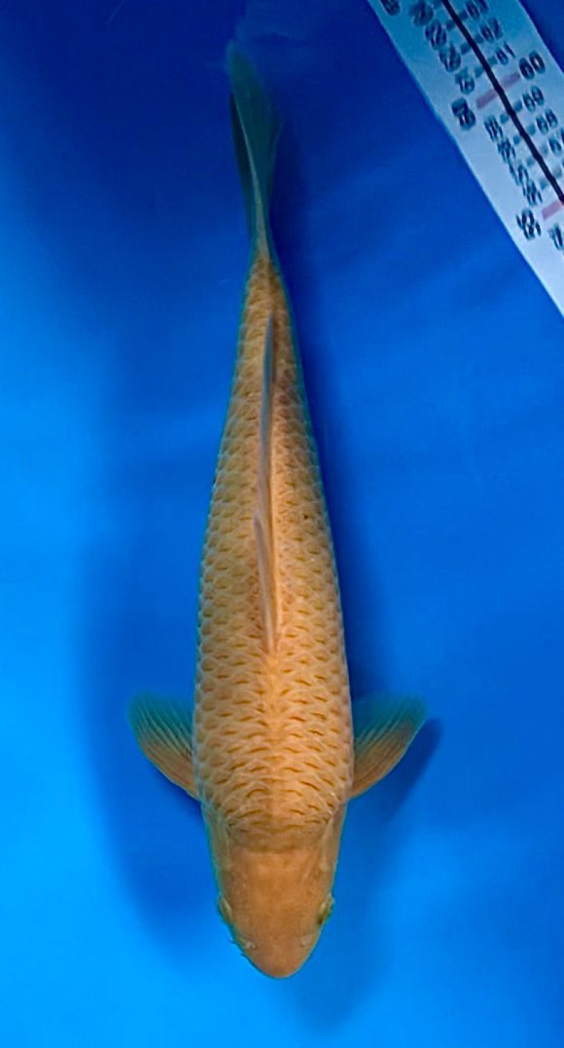 Juara 4