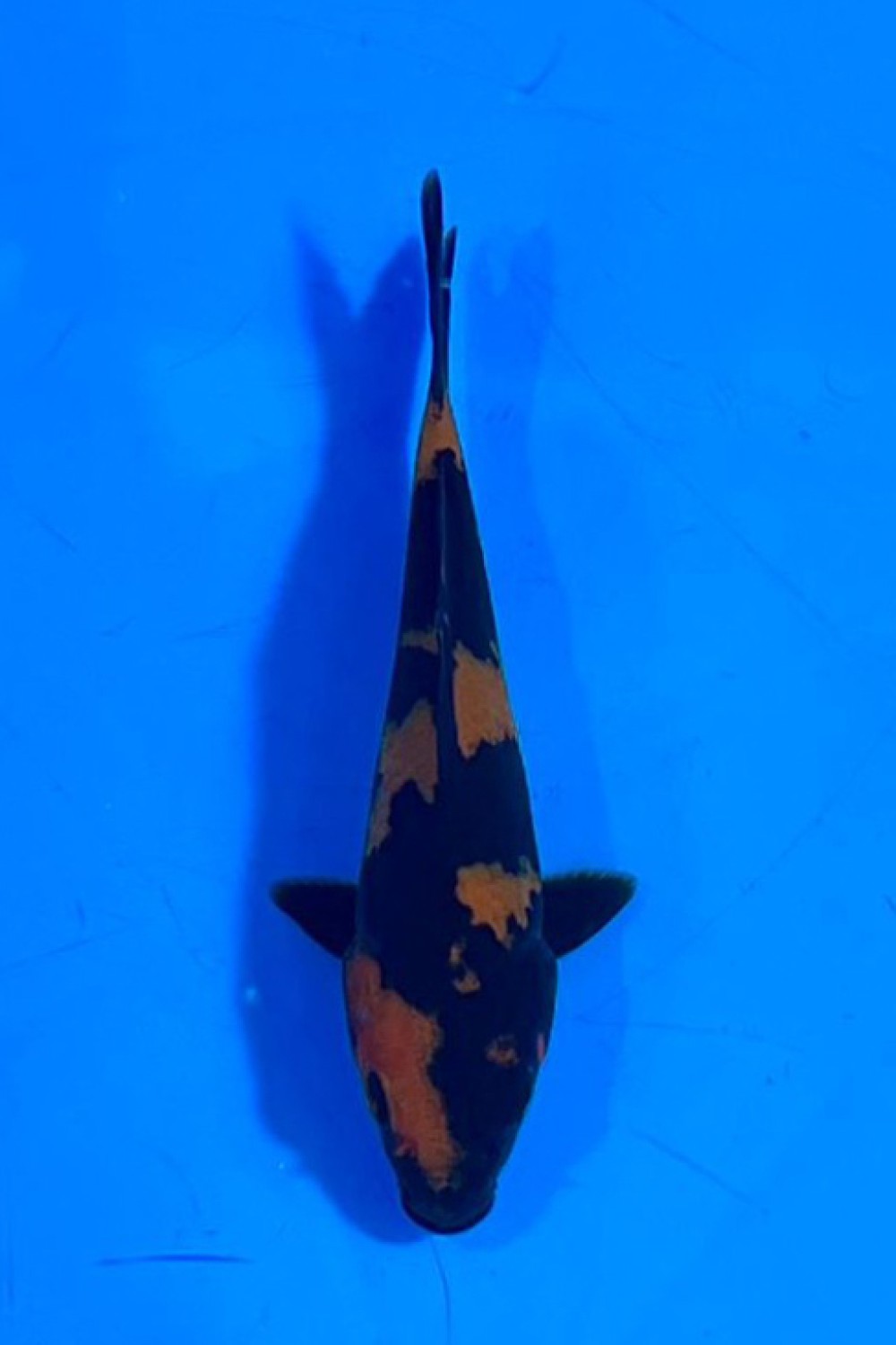 Juara 4