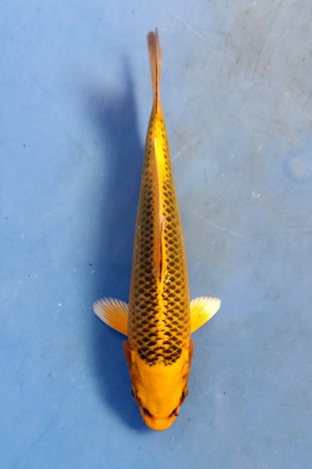 Juara 4
