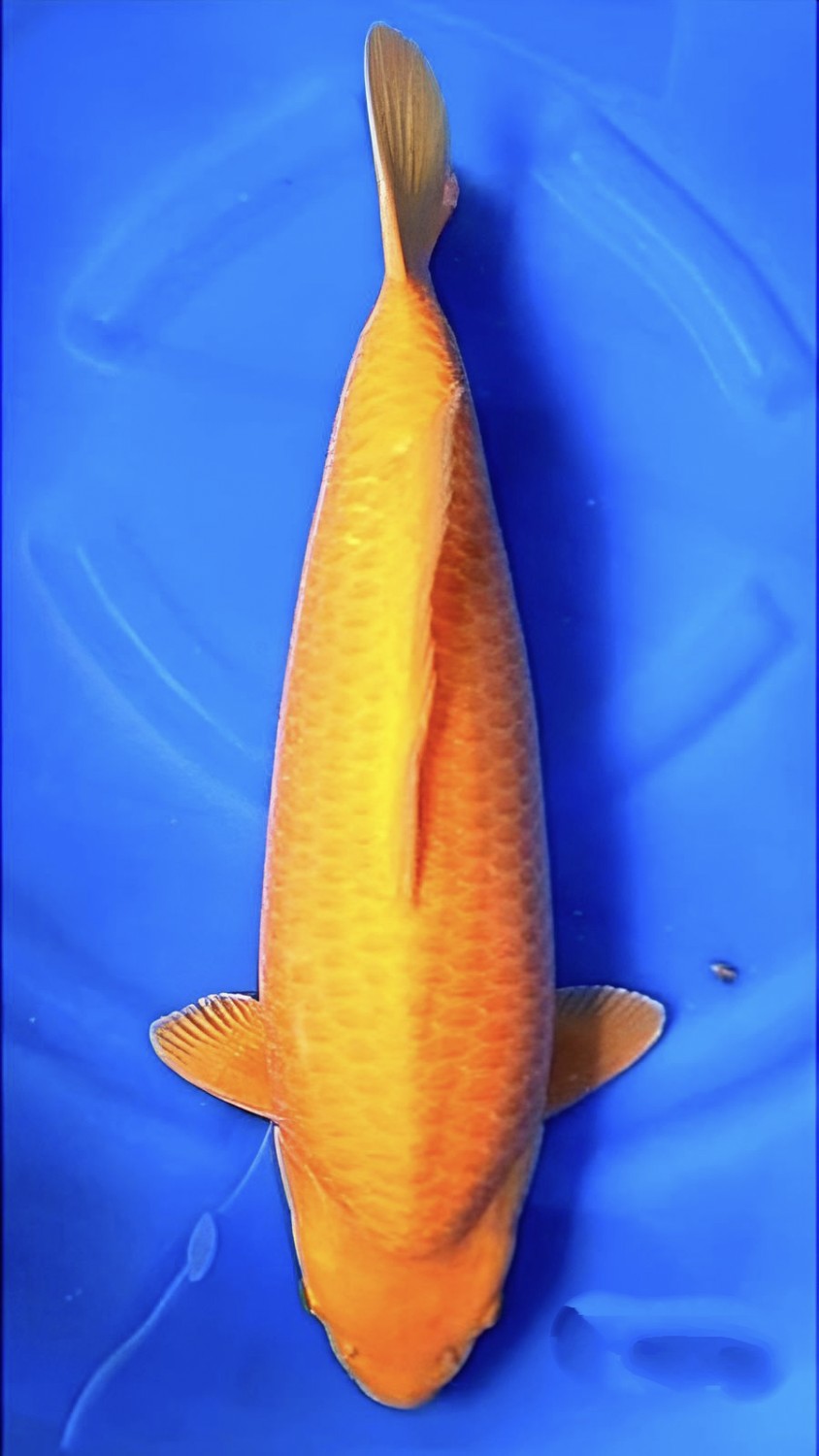 Juara 2