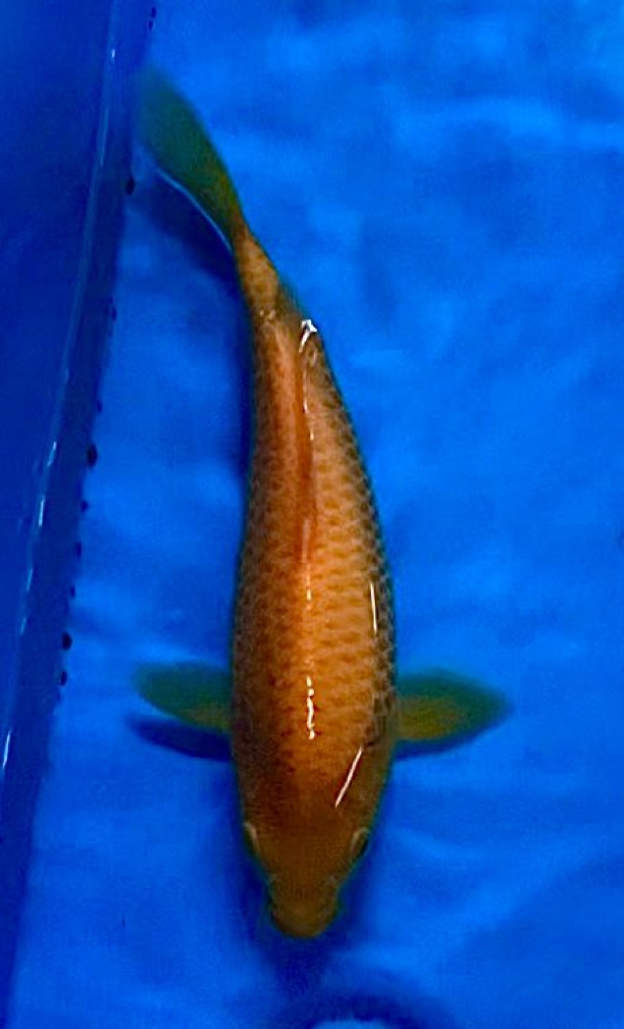 Juara 2