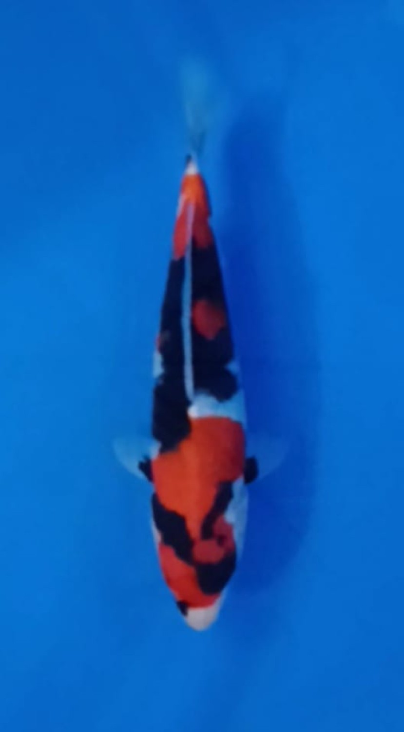 Juara 4