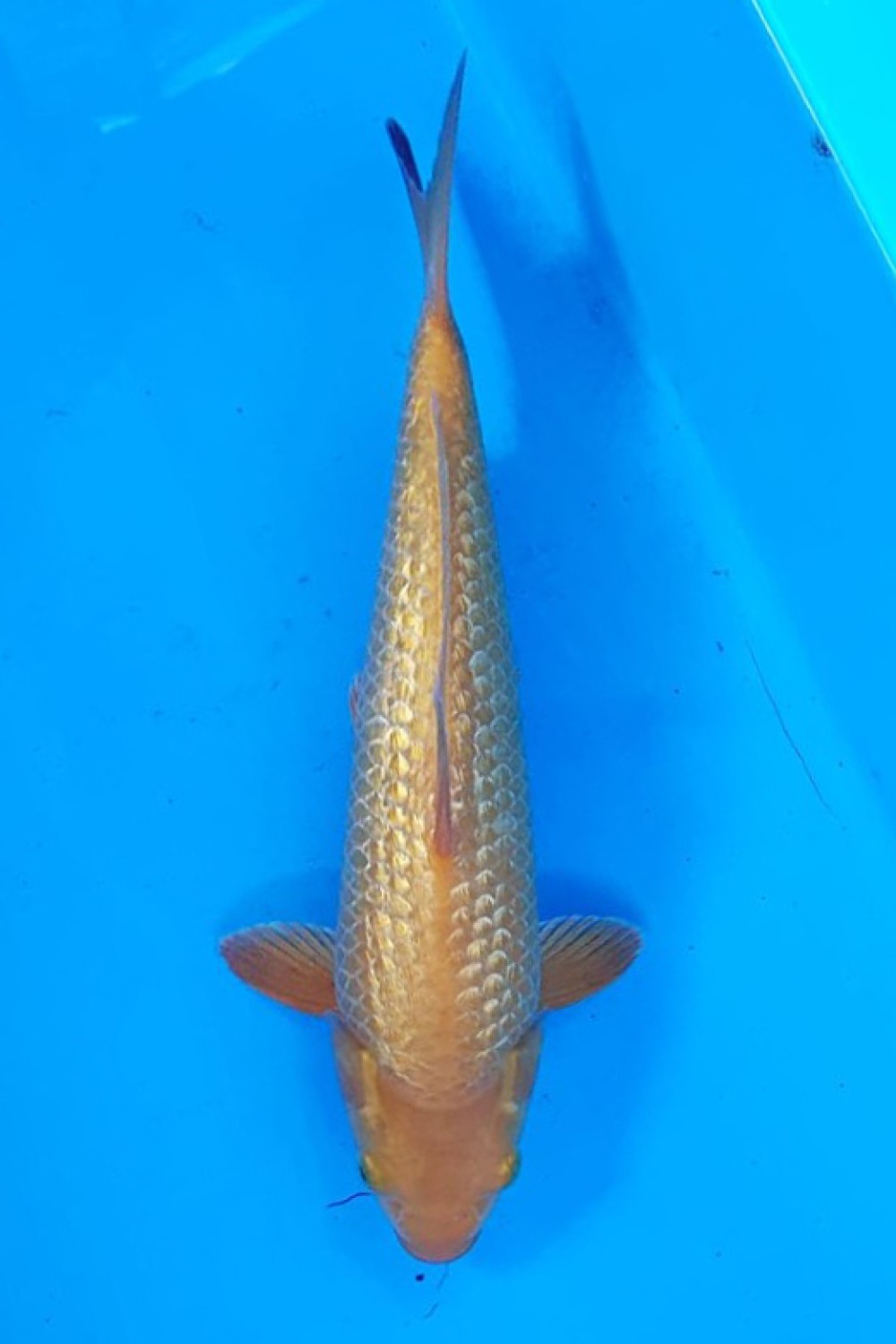 E. Kamboja Prize 26 - 30 cm