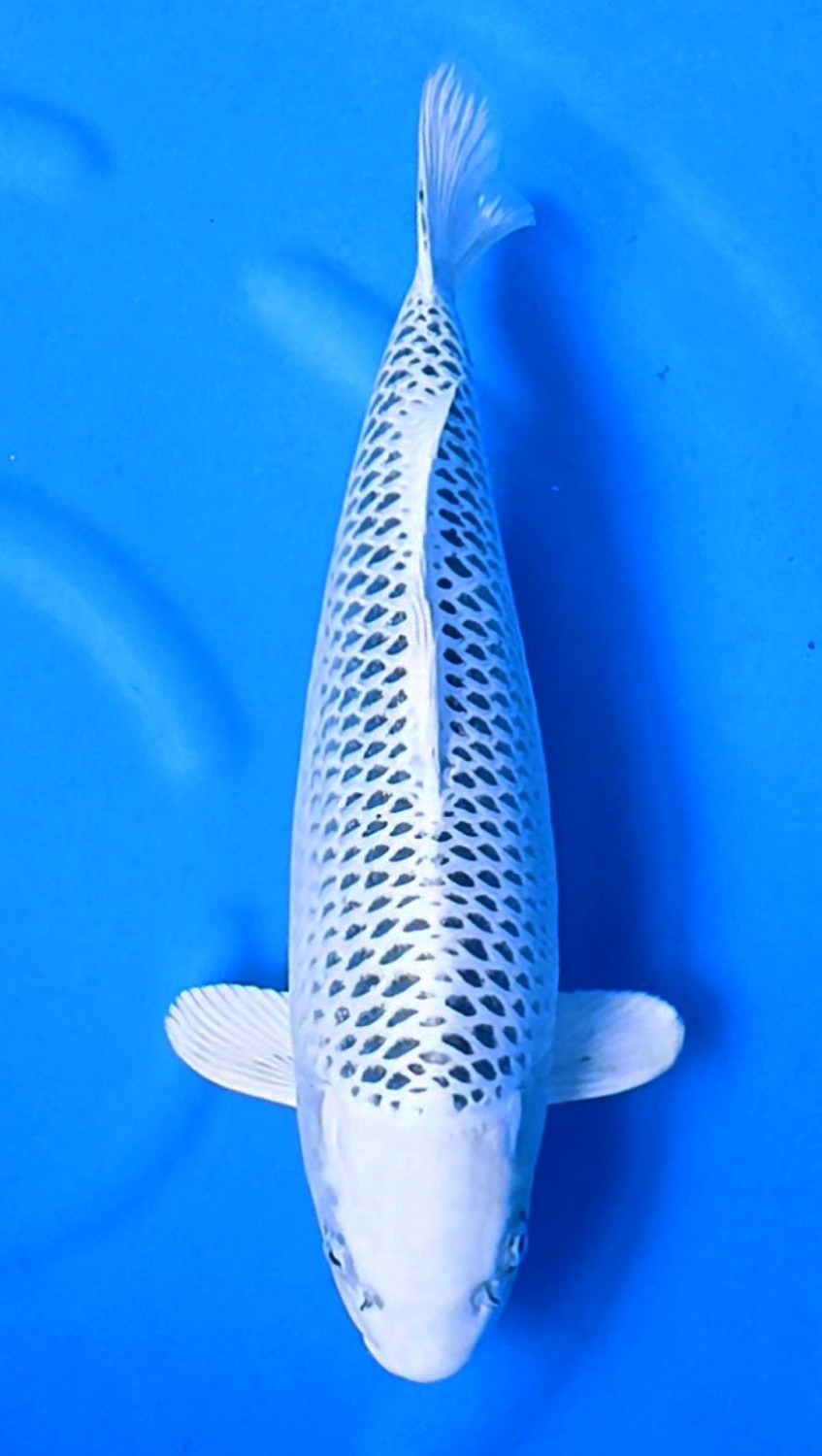 Juara 1